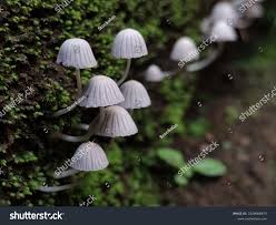 Attēlu rezultāti vaicājumam “Coprinus disseminatus”