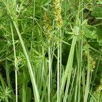 Attēlu rezultāti vaicājumam “Carex vulpina”