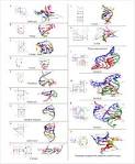 <b>Arn Ribosomal</b> Association with many rrna operon rrn.