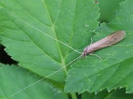 Attēlu rezultāti vaicājumam “Oecetis ochracea”