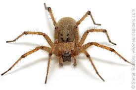 Attēlu rezultāti vaicājumam “Agelenidae”