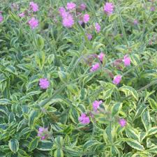 Image result for Silene dioica