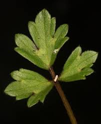 Attēlu rezultāti vaicājumam “Ranunculus elatior leaf”