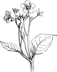 Image result for Omphalodes verna