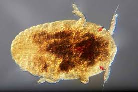 Attēlu rezultāti vaicājumam “Adelges laricis nymph”