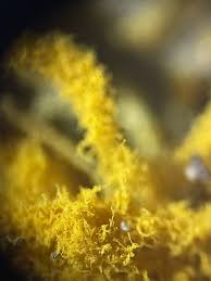 Attēlu rezultāti vaicājumam “Hemitrichia sordivesiculosa”