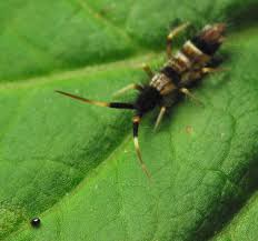 Attēlu rezultāti vaicājumam “Orchesella flavescens”