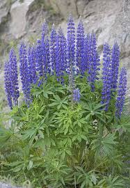 Image result for Lupinus polyphyllus Lindl.