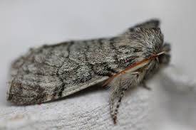 Attēlu rezultāti vaicājumam “Achlya flavicornis”