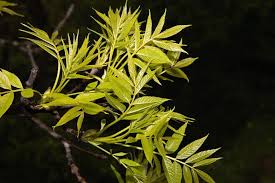 Attēlu rezultāti vaicājumam “Fraxinus excelsior leaf”