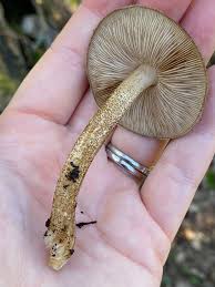 Attēlu rezultāti vaicājumam “Pluteus umbrosus”