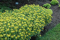 Attēlu rezultāti vaicājumam “Sedum aizoon”