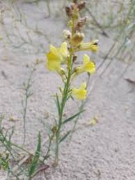 Attēlu rezultāti vaicājumam “Linaria loeselii”