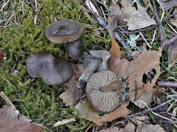 Attēlu rezultāti vaicājumam “Entoloma vernum”