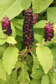 Attēlu rezultāti vaicājumam “Phytolacca acinosa flower”