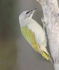 Attēlu rezultāti vaicājumam “Picus canus female”