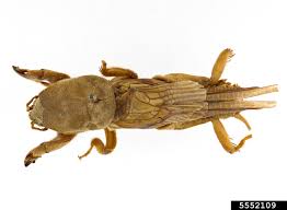 Attēlu rezultāti vaicājumam “Gryllotalpa gryllotalpa”