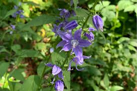 Image result for Campanula americana