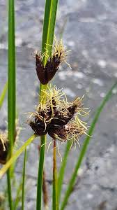 Attēlu rezultāti vaicājumam “Bolboschoenus maritimus flower”
