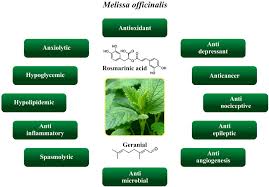 Image result for Melissa officinalis