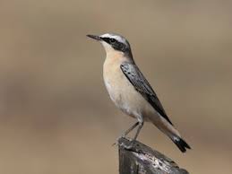 Attēlu rezultāti vaicājumam “Oenanthe oenanthe”