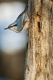 Attēlu rezultāti vaicājumam “Sitta europaea male”