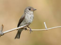 Attēlu rezultāti vaicājumam “Muscicapa striata juvenile”