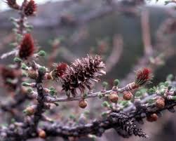 Attēlu rezultāti vaicājumam “Trichia alpina sessile”