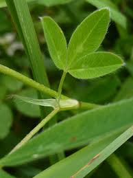 Attēlu rezultāti vaicājumam “Trifolium medium leaf”