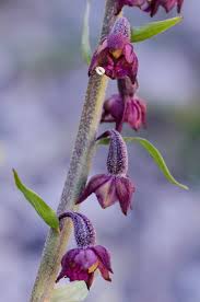 Attēlu rezultāti vaicājumam “Epipactis atrorubens”