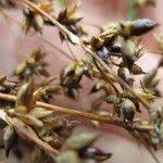 Attēlu rezultāti vaicājumam “Scirpus sylvaticus leaf”