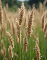 Attēlu rezultāti vaicājumam “Carex appropinquata fruit”