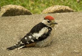 Attēlu rezultāti vaicājumam “Dendrocopos major juvenile”