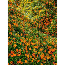 Image result for Thunbergia alata