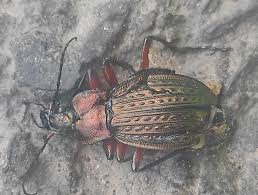 Attēlu rezultāti vaicājumam “Carabus cancellatus”