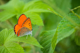 Attēlu rezultāti vaicājumam “Lycaena dispar male”