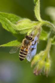 Attēlu rezultāti vaicājumam “Apis mellifera”