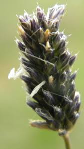 Attēlu rezultāti vaicājumam “Sesleria caerulea bud”