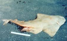 Image result for Squatina dumeril