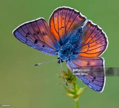 Attēlu rezultāti vaicājumam “Lycaena alciphron”