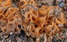 Attēlu rezultāti vaicājumam “Amaurochaete atra”