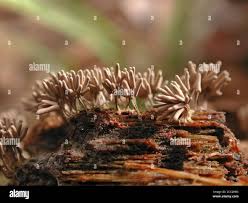 Attēlu rezultāti vaicājumam “Stemonitis fusca stalked”