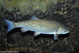 Image result for Squalius cephalus