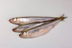 Image result for Osmerus eperlanus