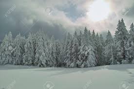 Attēlu rezultāti vaicājumam “Abies mariesii”