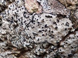 Attēlu rezultāti vaicājumam “Acrocordia gemmata”