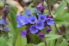 Attēlu rezultāti vaicājumam “Pulmonaria angustifolia flower”