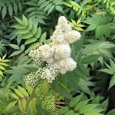 Attēlu rezultāti vaicājumam “Sorbaria sorbifolia flower”