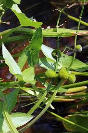 Attēlu rezultāti vaicājumam “Sagittaria sagittifolia leaf”
