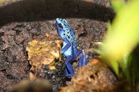 Image result for blauer baumsteiger